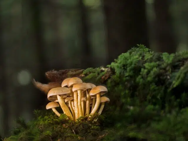 psilocybine psilocybine