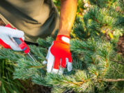 tailler sapins