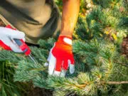 tailler sapins