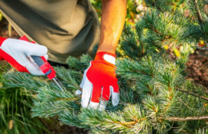tailler sapins