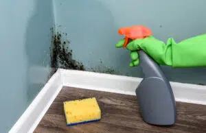 Diagnostic moisissure : identifier et traiter les problèmes d’humidité efficacement diagnostic moisissure