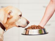 alimentation animale