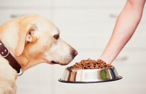 alimentation animale