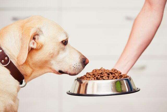 alimentation animale