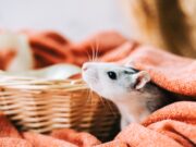 White funny decorative home rat sniffs the area on orange plaid.