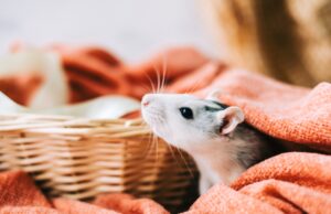 White funny decorative home rat sniffs the area on orange plaid.