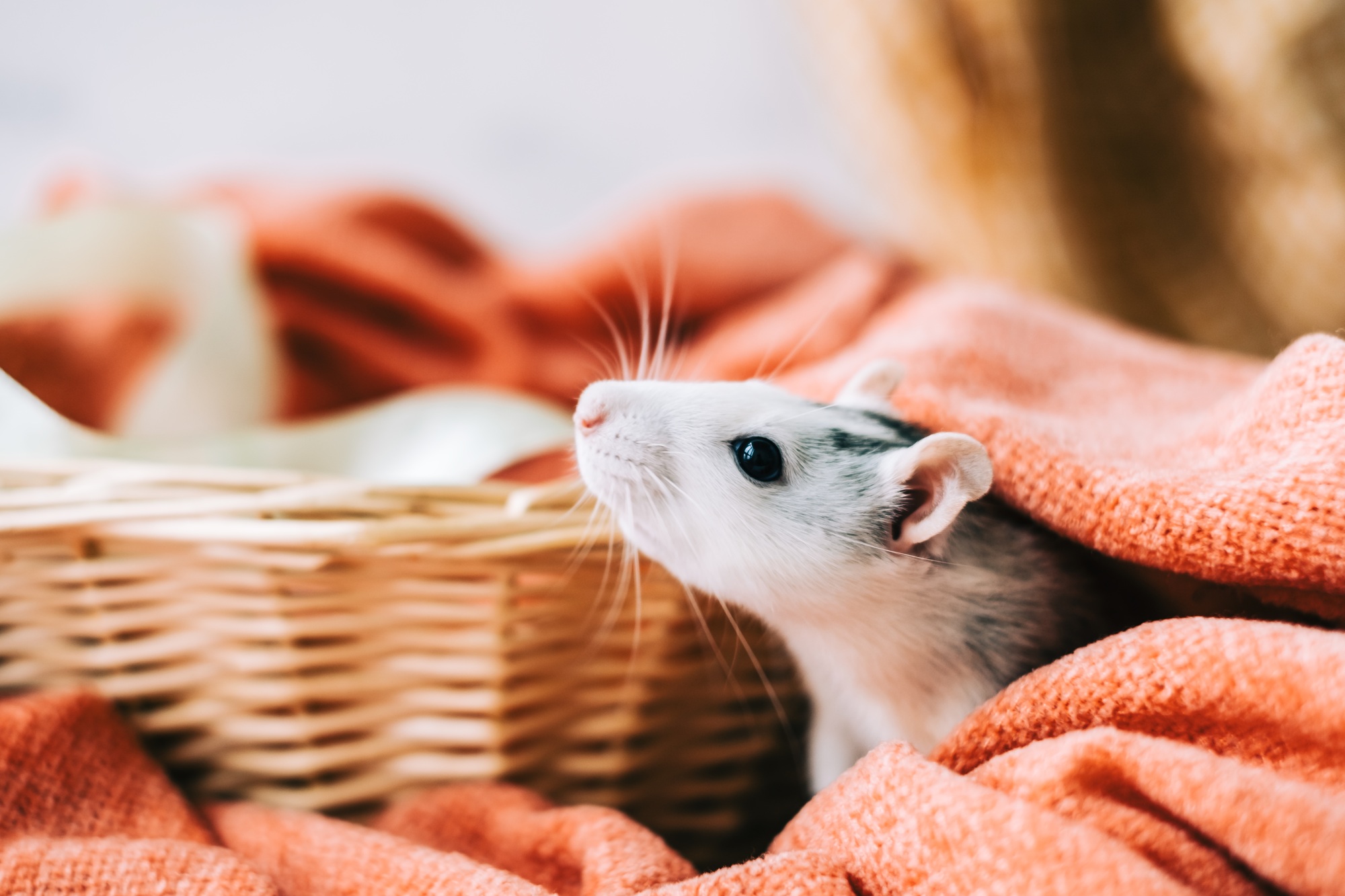 White funny decorative home rat sniffs the area on orange plaid.