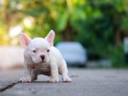 Young french bulldog white shit on the floor.