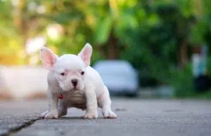 Young french bulldog white shit on the floor.