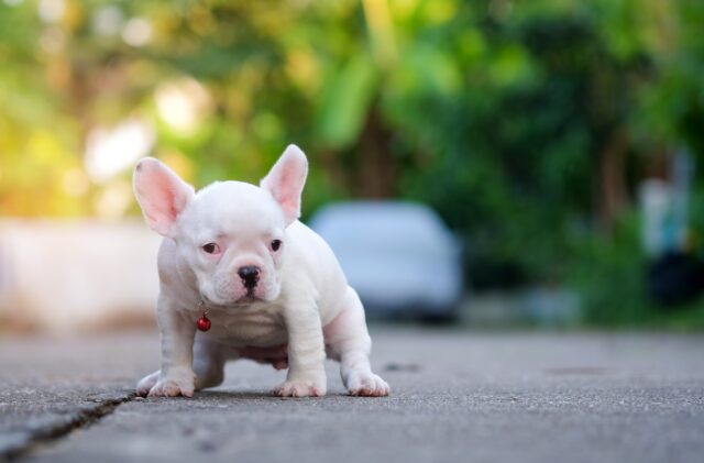 Young french bulldog white shit on the floor. Young french bulldog white shit on the floor.