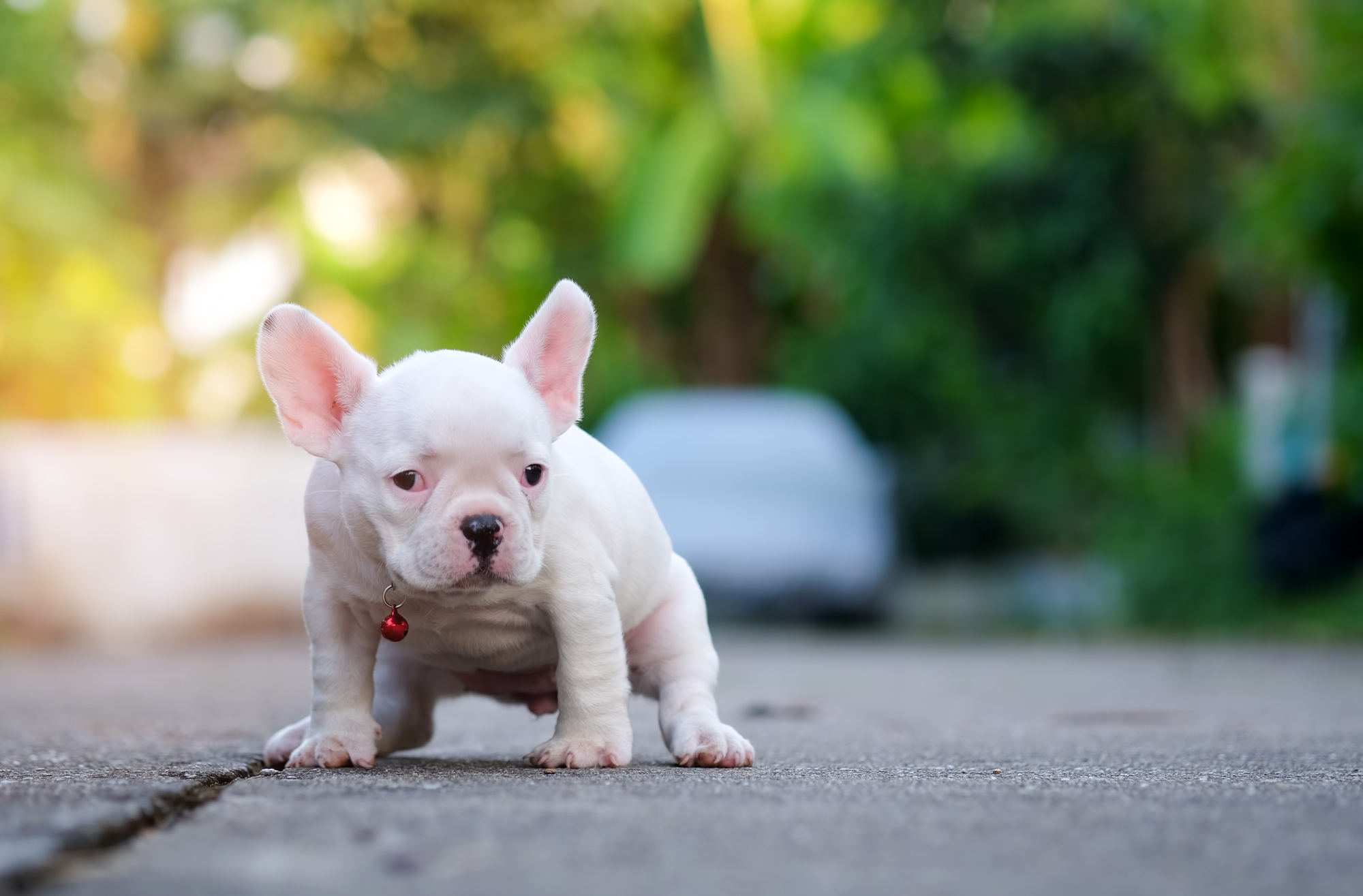 Young french bulldog white shit on the floor.
