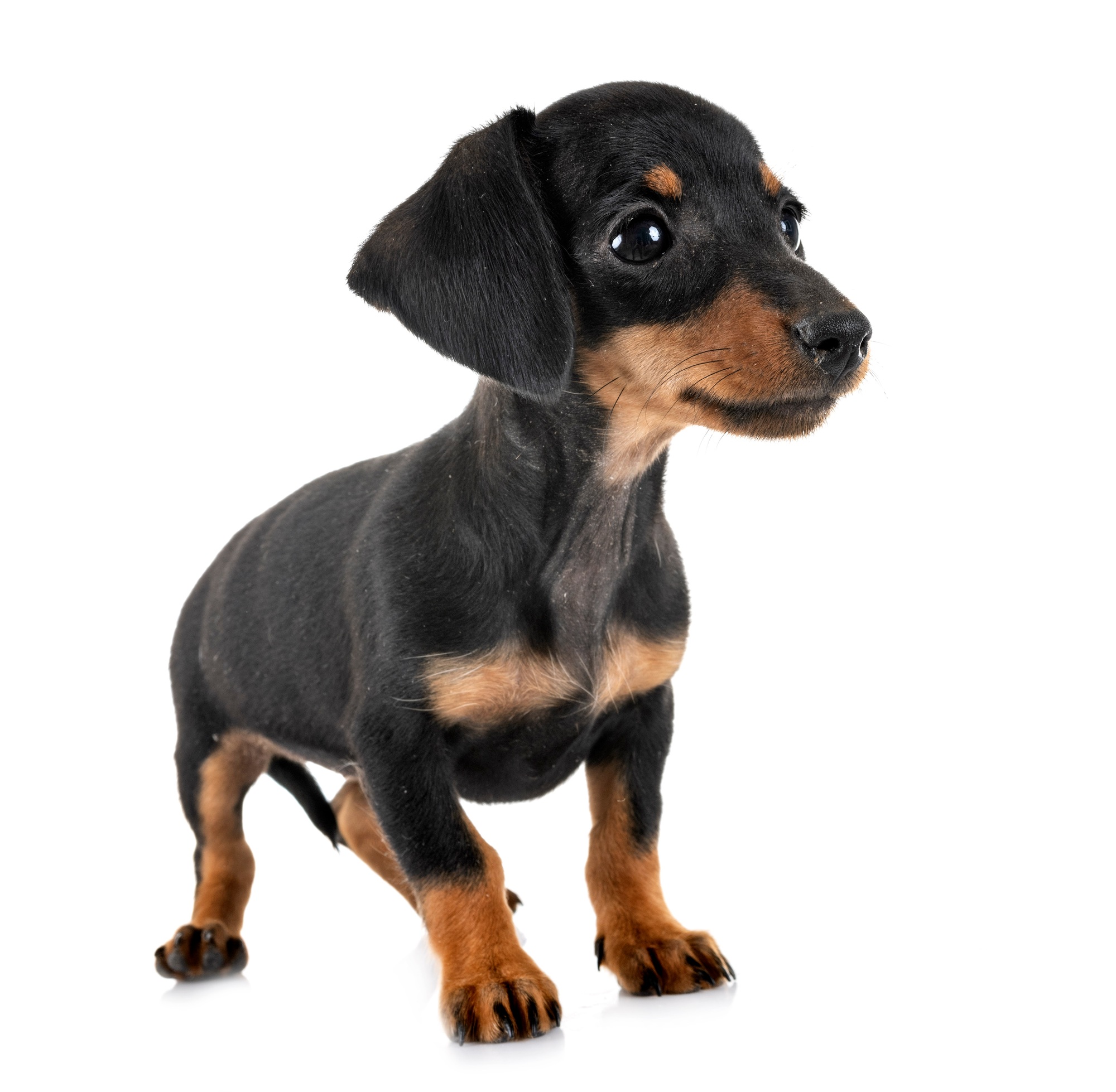 puppy miniature dachshund