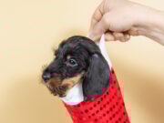 Small cute black and tan miniature dachshund puppy dog in red christmas sock on beige background
