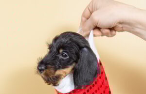 Small cute black and tan miniature dachshund puppy dog in red christmas sock on beige background