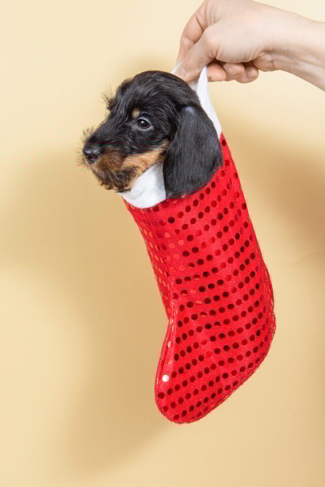Small cute black and tan miniature dachshund puppy dog in red christmas sock on beige background Small cute black and tan miniature dachshund puppy dog in red christmas sock on beige background