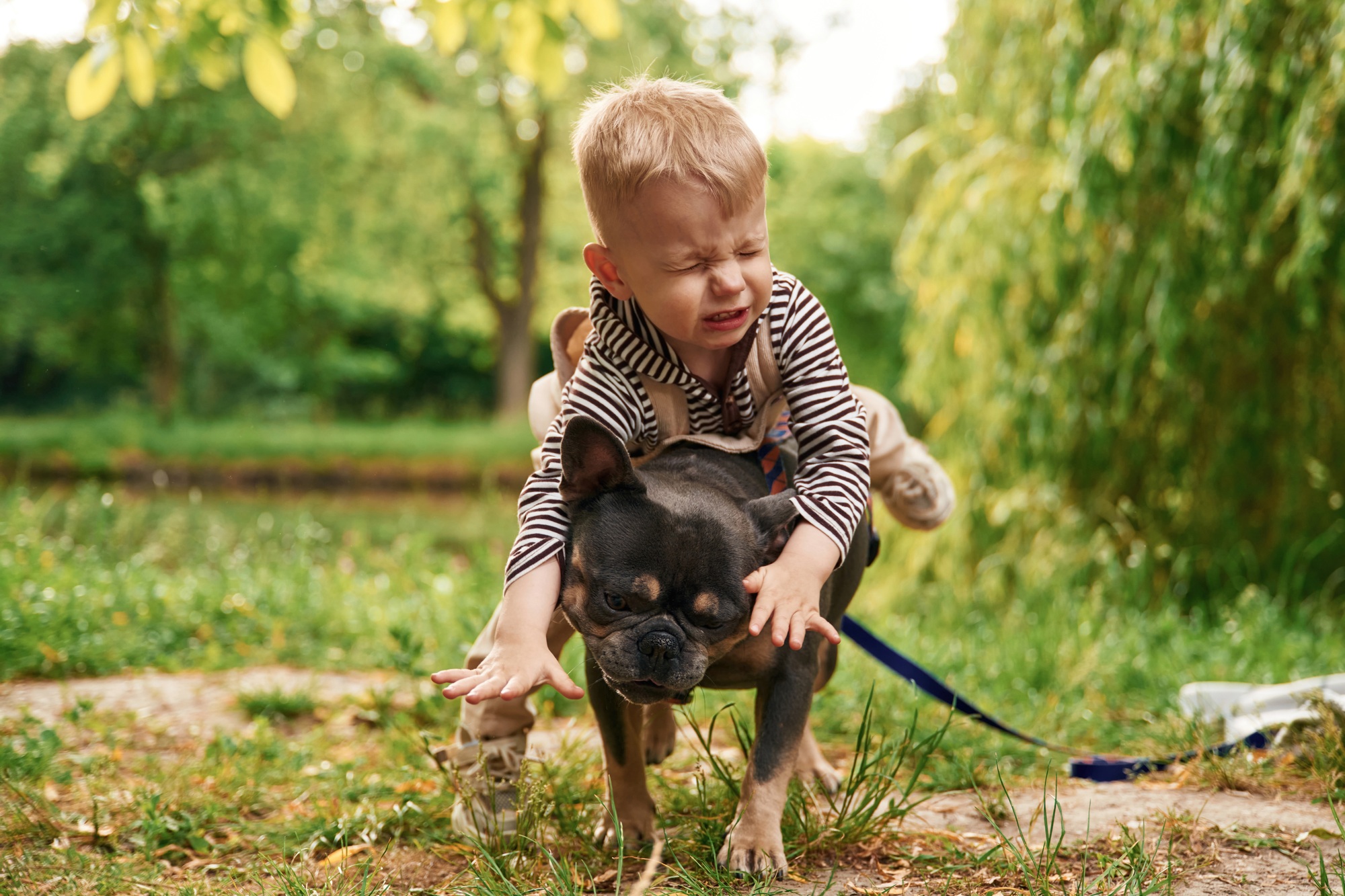 Riding the animal, sitting on it. Cute little boy is with French Bulldog outdoors in the park