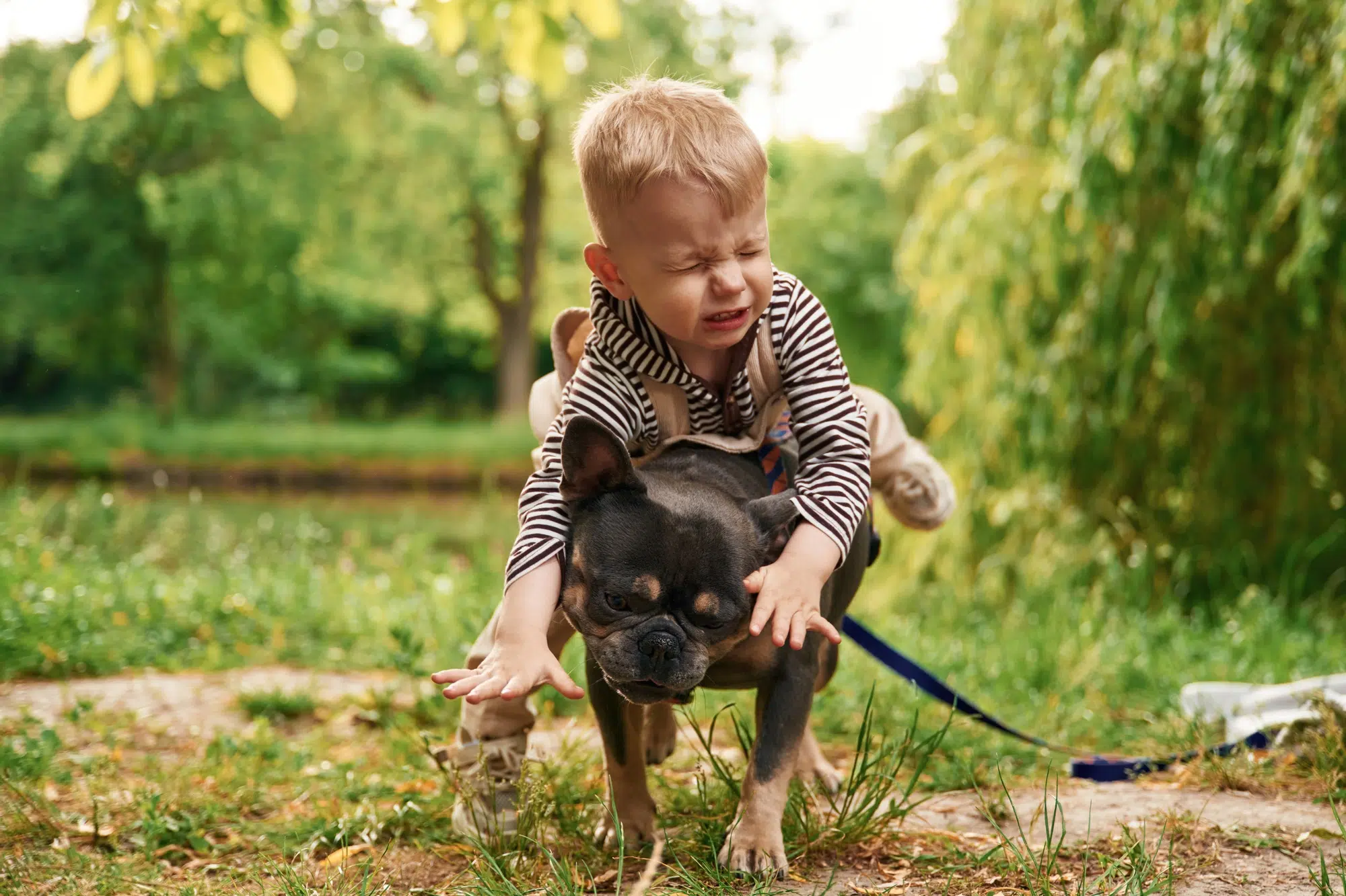 Riding the animal, sitting on it. Cute little boy is with French Bulldog outdoors in the park