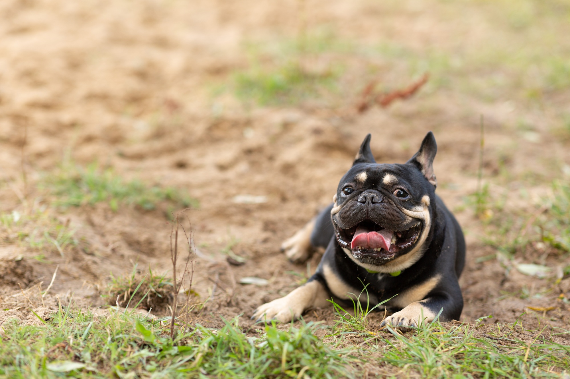 The French bulldog is lying on the ground, resting after active games