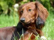 Les caractéristiques fascinantes des teckels merle poil long