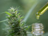 Les principaux produits dérivés du CBD et leurs usages au quotidien