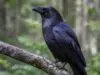 Comment s’appelle la femelle d’un corbeau ? découvrez le nom spécifique de la femelle du corbeau et apprenez-en plus sur cette étonnante espèce d'oiseau.