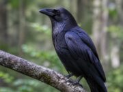 découvrez le nom spécifique de la femelle du corbeau et apprenez-en plus sur cette étonnante espèce d'oiseau.