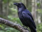 Comment s’appelle la femelle d’un corbeau ? découvrez le nom spécifique de la femelle du corbeau et apprenez-en plus sur cette étonnante espèce d'oiseau.