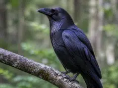 Comment s’appelle la femelle d’un corbeau ? découvrez le nom spécifique de la femelle du corbeau et apprenez-en plus sur cette étonnante espèce d'oiseau.