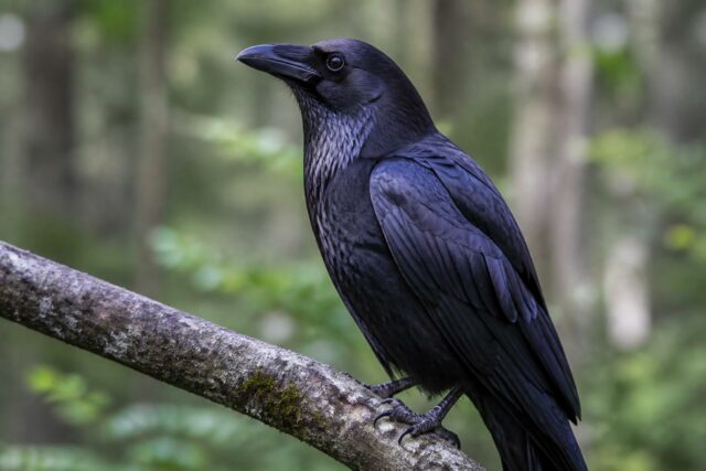 découvrez le nom spécifique de la femelle du corbeau et apprenez-en plus sur cette étonnante espèce d'oiseau.