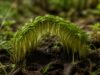 découvrez la définition de neuvage, un terme essentiel pour les passionnés de botanique, et comprenez son rôle clé dans l'étude des végétaux.