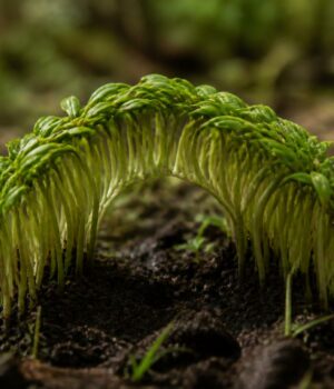 découvrez la définition de neuvage, un terme essentiel pour les passionnés de botanique, et comprenez son rôle clé dans l'étude des végétaux.