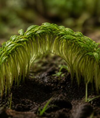 La définition de neuvage : clé de voûte pour les amateurs de botanique découvrez la définition de neuvage, un terme essentiel pour les passionnés de botanique, et comprenez son rôle clé dans l'étude des végétaux.