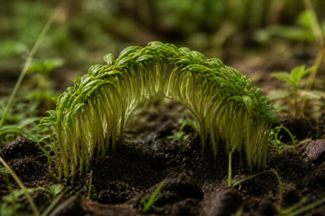 découvrez la définition de neuvage, un terme essentiel pour les passionnés de botanique, et comprenez son rôle clé dans l'étude des végétaux.