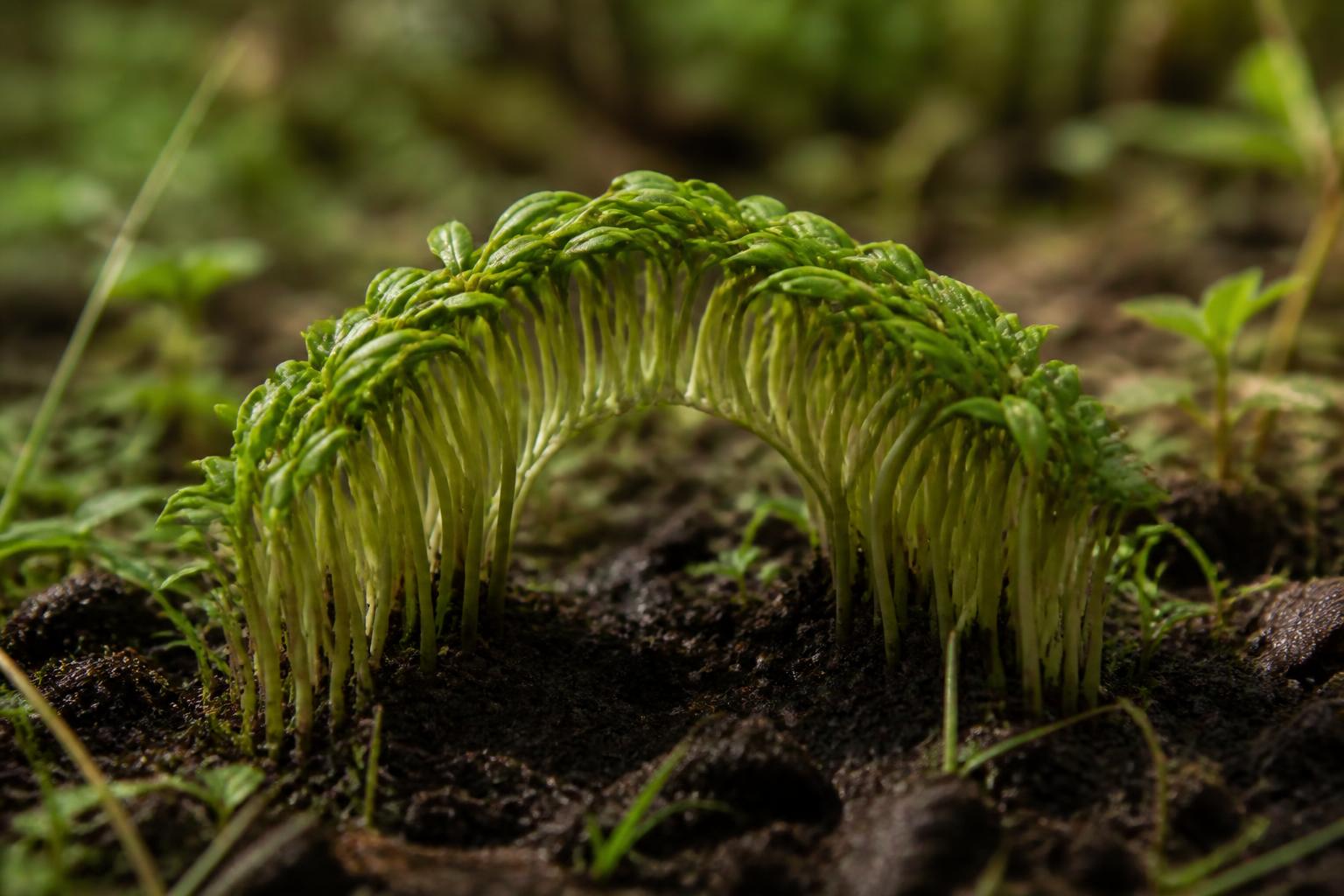 découvrez la définition de neuvage, un terme essentiel pour les passionnés de botanique, et comprenez son rôle clé dans l'étude des végétaux.