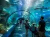L’aquarium à Houlgate : une expérience immersive dans le monde sous-marin découvrez l'aquarium à houlgate et vivez une expérience immersive unique au cœur du monde sous-marin, idéale pour toute la famille.