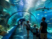 découvrez l'aquarium à houlgate et vivez une expérience immersive unique au cœur du monde sous-marin, idéale pour toute la famille.