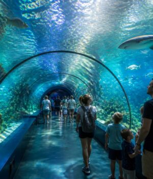 découvrez l'aquarium à houlgate et vivez une expérience immersive unique au cœur du monde sous-marin, idéale pour toute la famille.