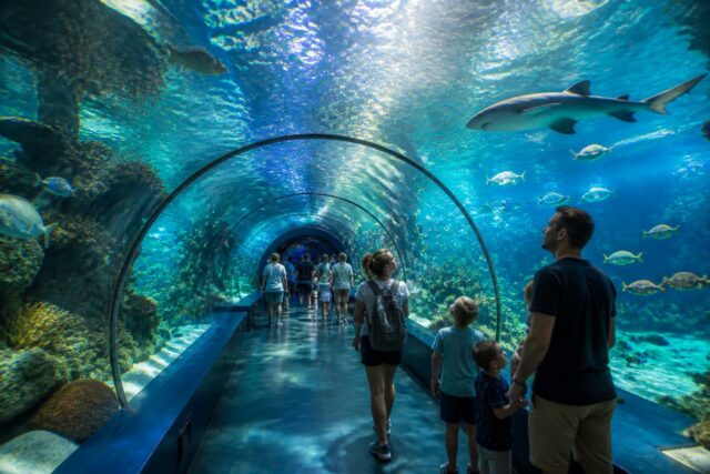 découvrez l'aquarium à houlgate et vivez une expérience immersive unique au cœur du monde sous-marin, idéale pour toute la famille.