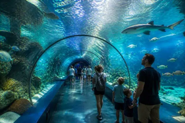 L'aquarium à Houlgate : une expérience immersive dans le monde sous-marin découvrez l'aquarium à houlgate et vivez une expérience immersive unique au cœur du monde sous-marin, idéale pour toute la famille.