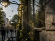 découvrez le rôle des araignées faucheuses en milieu urbain et si elles sont des alliées bénéfiques ou des ennemies à éviter dans nos environnements citadins.