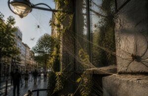 Les araignées faucheuses en milieu urbain : alliées ou ennemies ? découvrez le rôle des araignées faucheuses en milieu urbain et si elles sont des alliées bénéfiques ou des ennemies à éviter dans nos environnements citadins.
