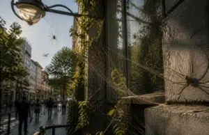 Les araignées faucheuses en milieu urbain : alliées ou ennemies ? découvrez le rôle des araignées faucheuses en milieu urbain et si elles sont des alliées bénéfiques ou des ennemies à éviter dans nos environnements citadins.