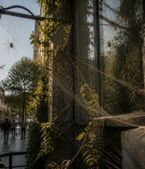 Les araignées faucheuses en milieu urbain : alliées ou ennemies ? découvrez le rôle des araignées faucheuses en milieu urbain et si elles sont des alliées bénéfiques ou des ennemies à éviter dans nos environnements citadins.
