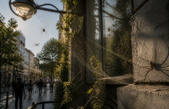 découvrez le rôle des araignées faucheuses en milieu urbain et si elles sont des alliées bénéfiques ou des ennemies à éviter dans nos environnements citadins.
