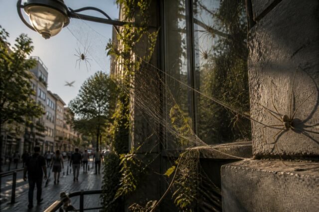 découvrez le rôle des araignées faucheuses en milieu urbain et si elles sont des alliées bénéfiques ou des ennemies à éviter dans nos environnements citadins.