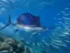 découvrez le poisson le plus rapide au monde et explorez ses techniques de chasse impressionnantes dans cet article captivant.