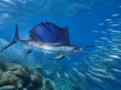 découvrez le poisson le plus rapide au monde et explorez ses techniques de chasse impressionnantes dans cet article captivant.