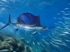 Rencontrez le poisson le plus rapide au monde et ses techniques de chasse découvrez le poisson le plus rapide au monde et explorez ses techniques de chasse impressionnantes dans cet article captivant.