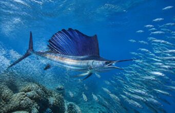 découvrez le poisson le plus rapide au monde et explorez ses techniques de chasse impressionnantes dans cet article captivant.