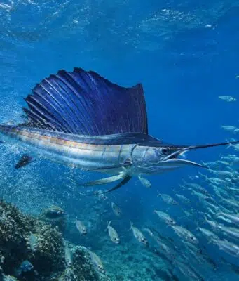 Rencontrez le poisson le plus rapide au monde et ses techniques de chasse découvrez le poisson le plus rapide au monde et explorez ses techniques de chasse impressionnantes dans cet article captivant.